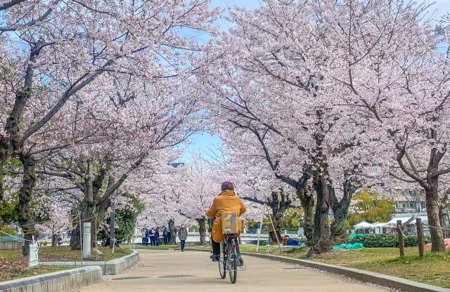 平和記念公園 桜