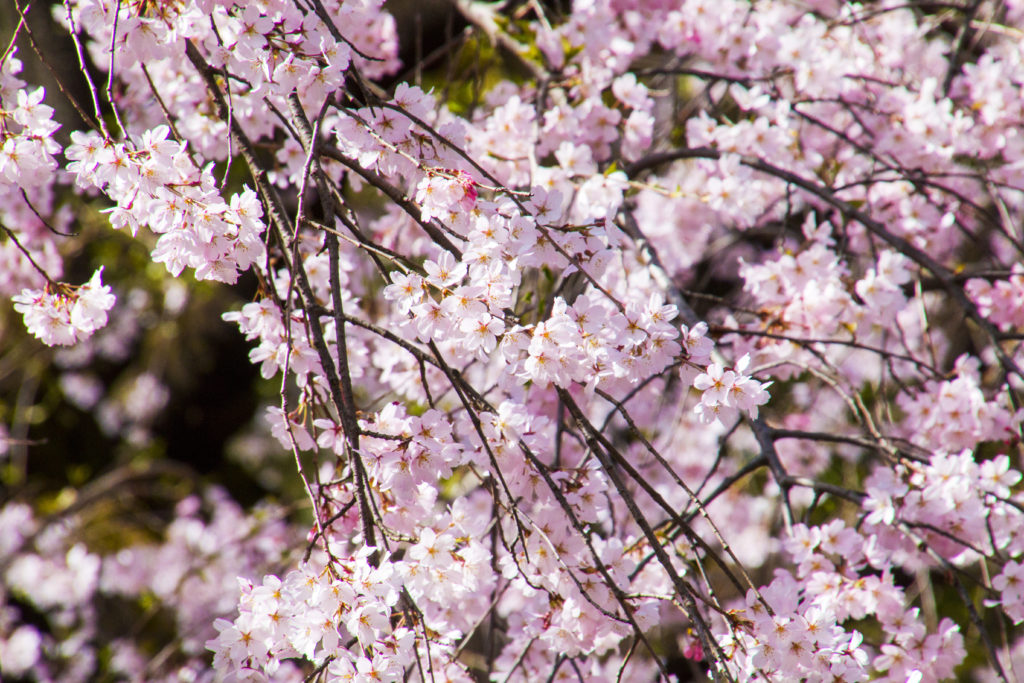 秋色桜