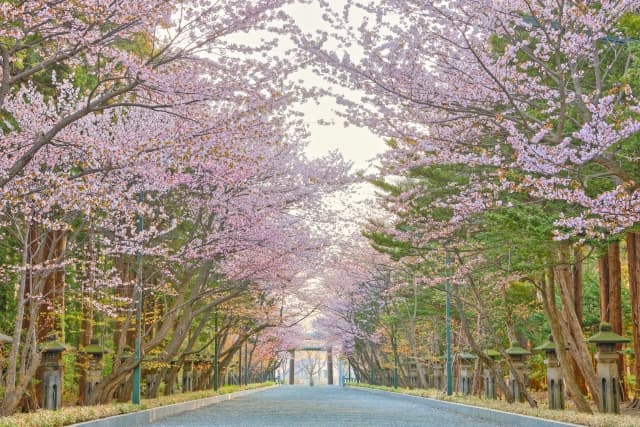 円山公園の桜