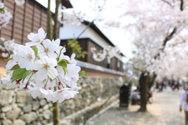 秋月杉の馬場