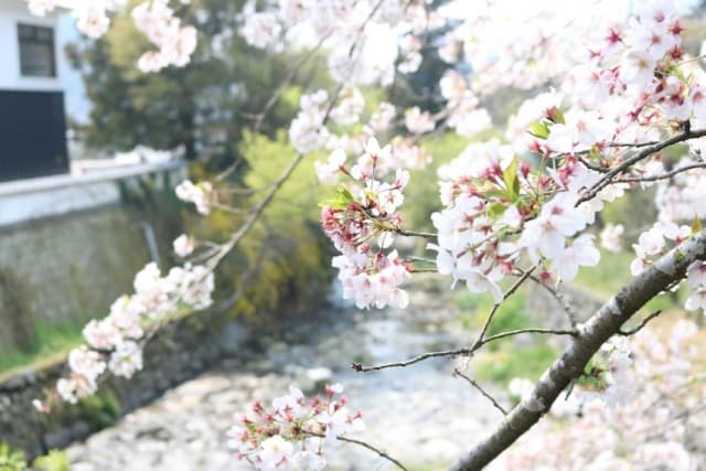 秋月杉の馬場