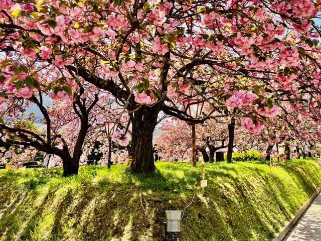 広島県の桜