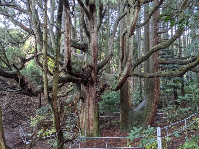 高森殿の杉