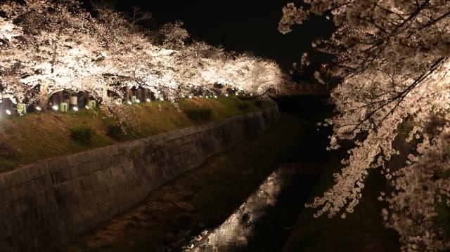 山崎川 四季の道