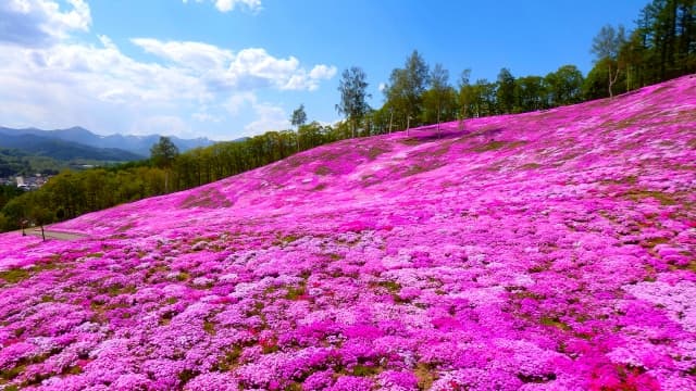 芝ざくら滝上公園