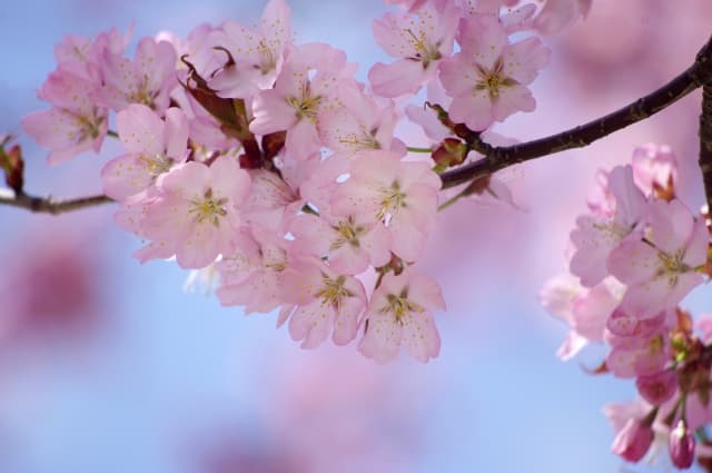 松前公園の桜