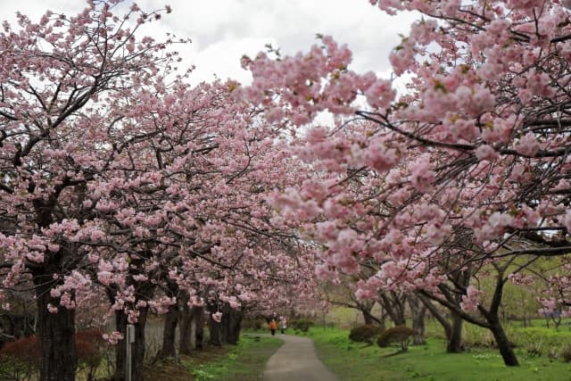 松前公園の桜