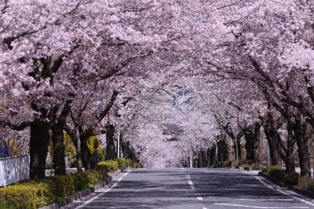 長瀞の桜