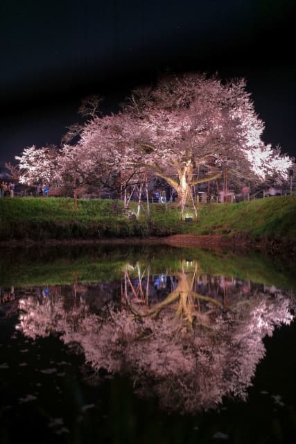 浅井の一本桜
