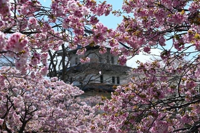 松前公園の桜