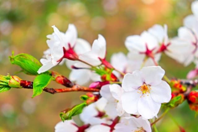 円山公園の桜