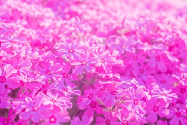 芝ざくら滝上公園