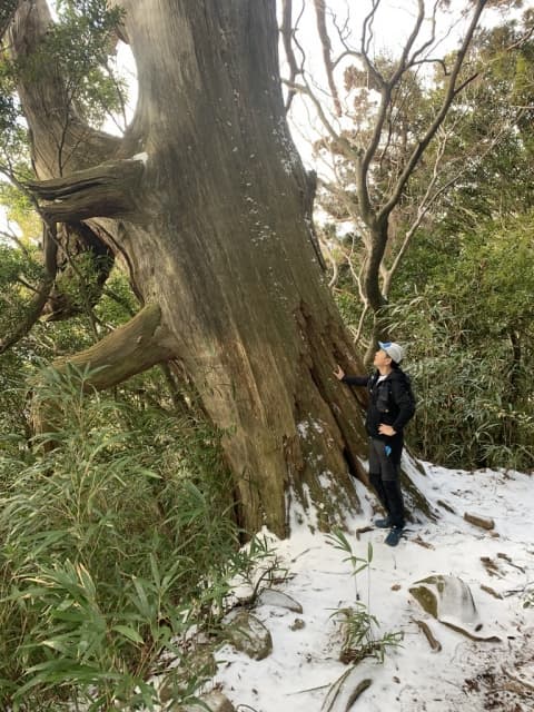 摩耶の大杉
