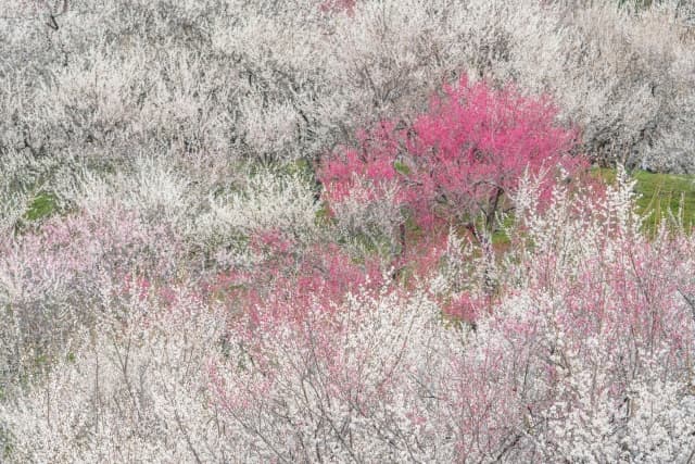 木下沢梅林