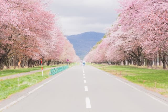 二十間道路の桜並木