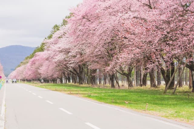 北海道の桜