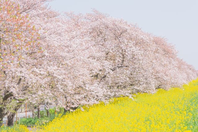 熊谷桜堤