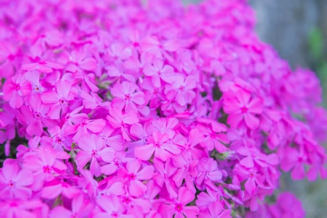 芝桜