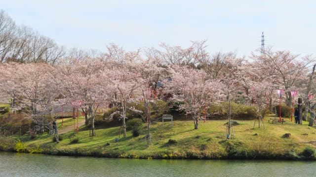 上野公園 桜