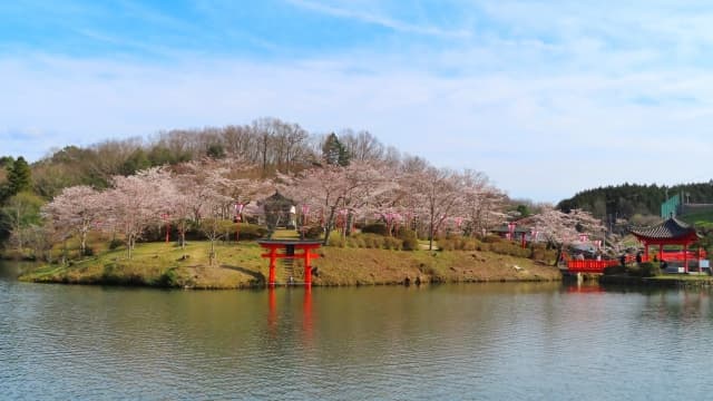 上野公園 桜