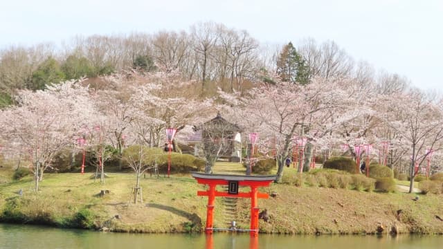 広島県の桜