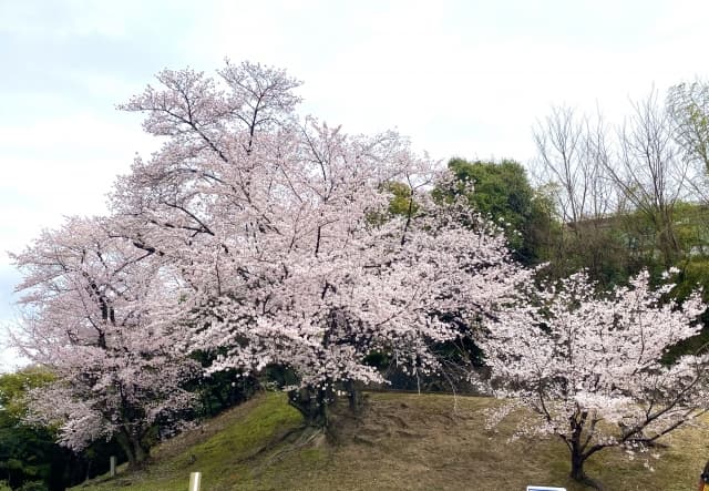 比治山公園