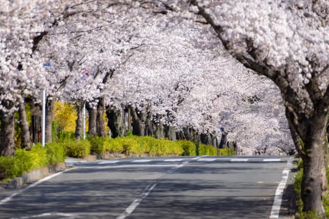 長瀞の桜