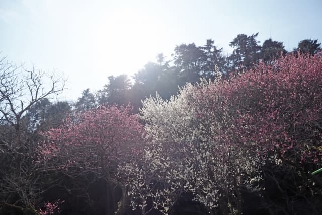 高尾梅郷