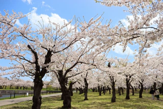 北海道の桜名所と見頃を紹介 花見 撮影におすすめランキングtop10 Goopass Travel Magazine