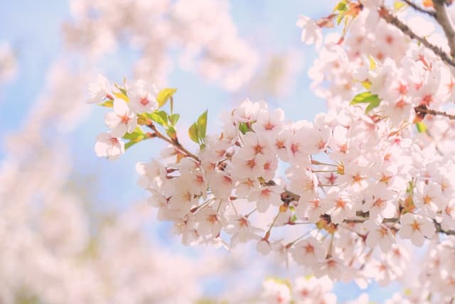 北海道の桜