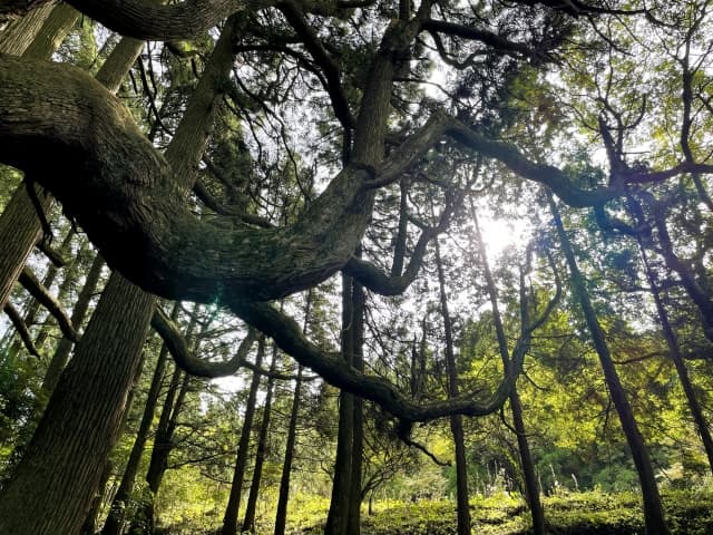 高森殿の杉