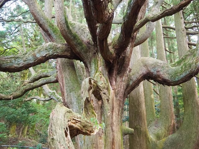 高森殿の杉