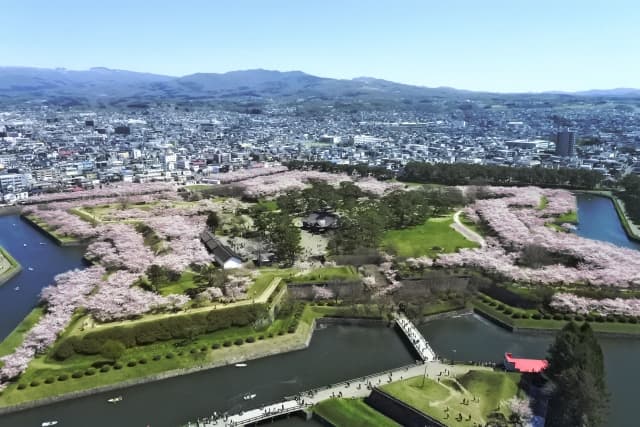 五稜郭公園　桜