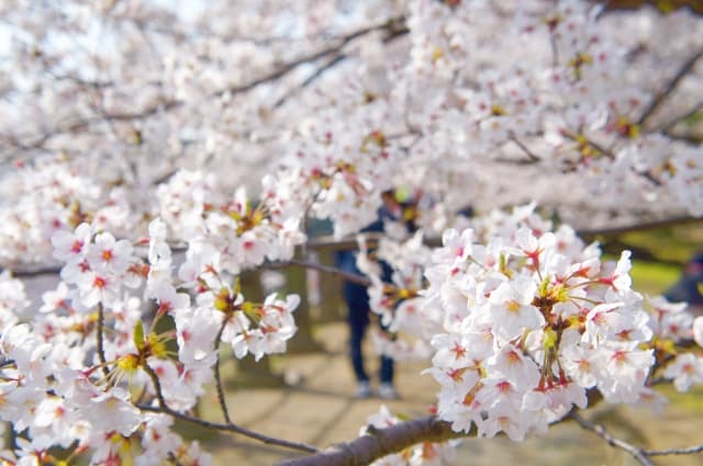 福岡の桜