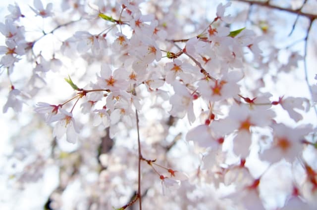 福岡の桜