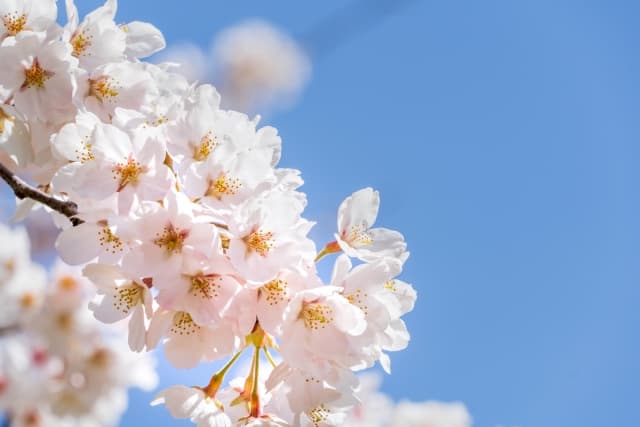 桜