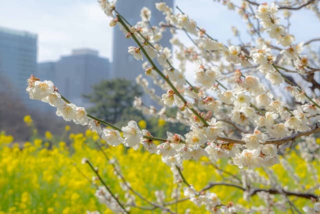 浜離宮恩賜庭園