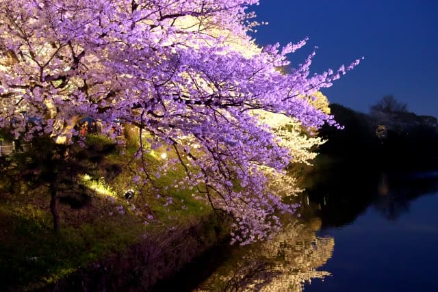 福岡の桜