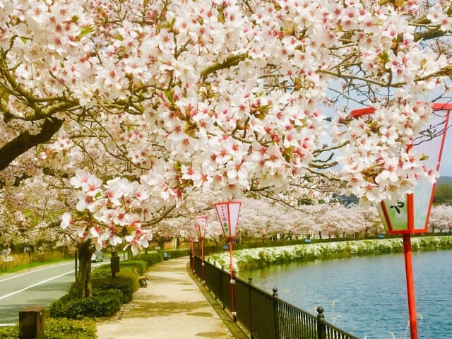 上野公園 桜
