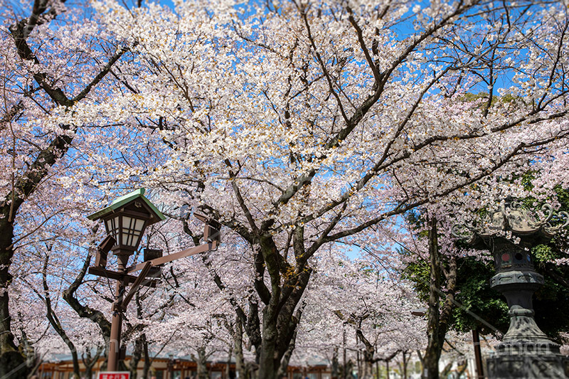 靖國神社