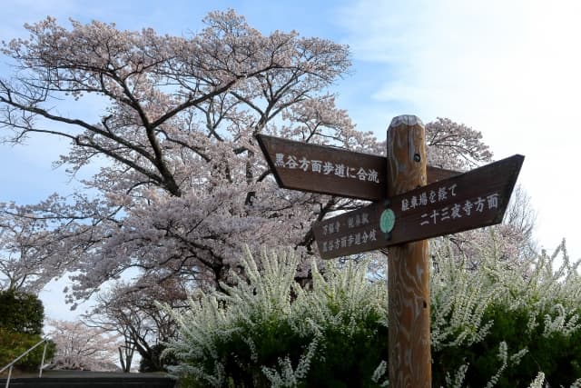 長瀞の桜