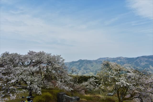 長瀞の桜