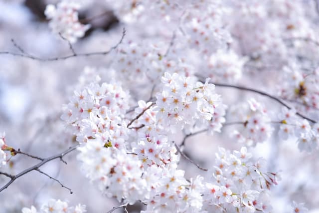千葉　桜
