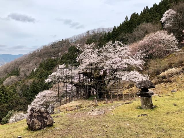 樽見の大桜