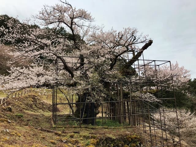 樽見の大桜