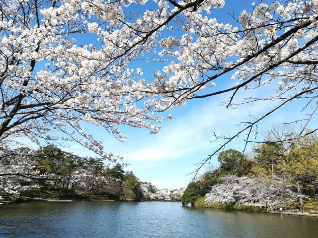 大宮公園