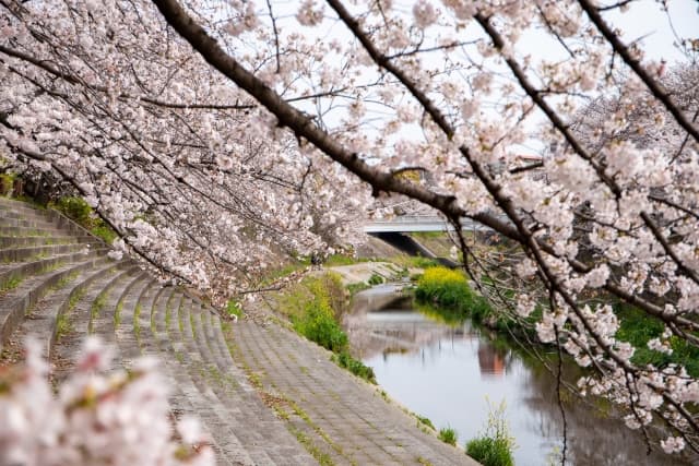 山崎川 四季の道