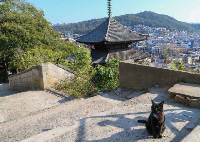 猫の細道
