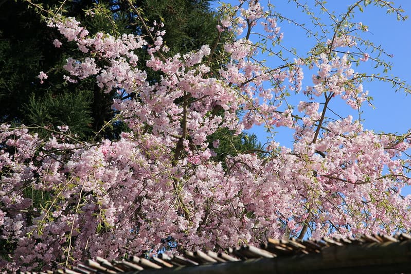白野江植物公園