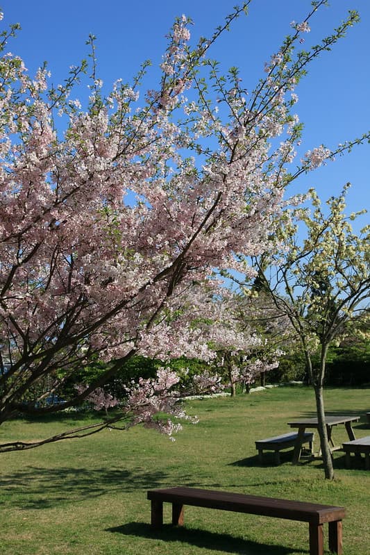 白野江植物公園